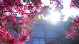 春风拂过|紫园·春意云端影像展（一）